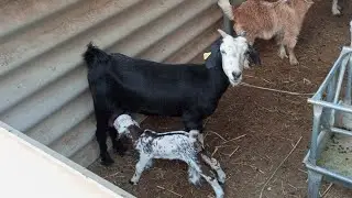 bakri farm,goat farm,goat farm shed design,amazing goat farm