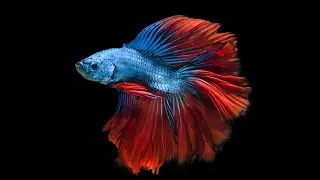 Siamese Fighting Fish  and  more #fish #wildlife #london #epic #europe #sea 