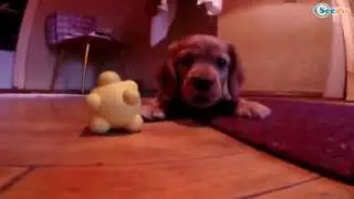 Puppies - Funny Dogs - Fetch Compilation - Fluffies!