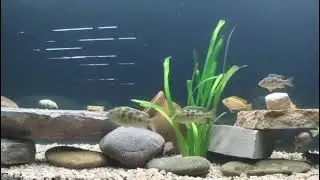 Un acuario con cíclidos africanos del lago Malawi de un suscriptor