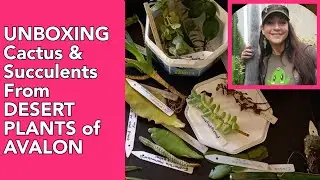 UNBOXING Cactus & Succulent Plants/Cuttings | From Desert Plants of Avalon (Lyn & Hans)