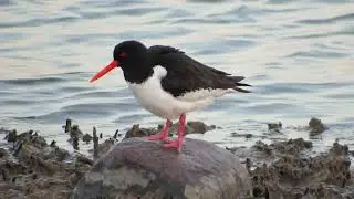 Meriharakka aamupesulla