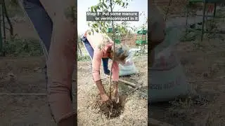 How to use dried leaves for mulching?
