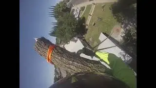 oak tree removal telling my dad we need to use the pota wrap