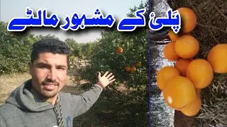 Famous orange of Palai malakand || Junaid Syed photography