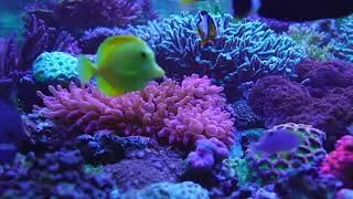 10 HOURS of Tropical Fish Swimming | Sleepy Time Music