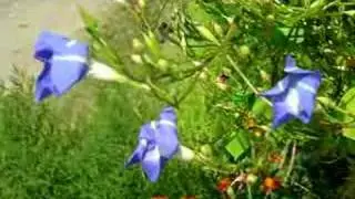 Быстрые цветы. Fast flowers