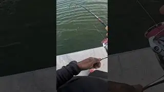 Mangrove Snapper Fishing THIS New Tampa Bay Spot!