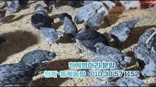 청계 병아리 분양 & 청계 종계농장, 2026,2,4,