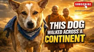 ALOKA THE PEACE DOG #AlokaThePeaceDog #PeaceDog #InspirationalDog