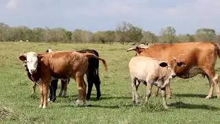 Australia expands grain-fed beef exports as US production falters | REUTERS