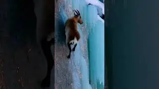 Unreal Ice Climb by a Fearless Goat! #IceClimbing #FearlessGoat