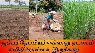 சூப்பர் நேப்பியர் நடவு முறை - Super Napier planting method