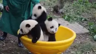 PANDA cubs fight and play together
