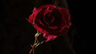 Crimson REd - Alive (988) (Visualizer)