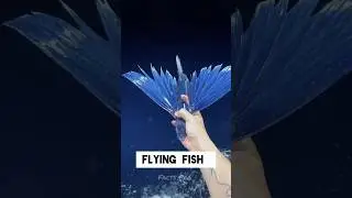 പറക്കും മത്സ്യം കടലിലെ അത്ഭുതം !🐟#flyingfish #maritime #sea #facts #malayalam #fishing
