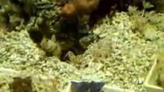 Alpheus bellulus & Cryptocentrus cinctus