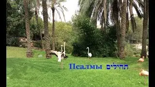 Тэилим (Псалмы), №2; рассказывает Й. Лемельман