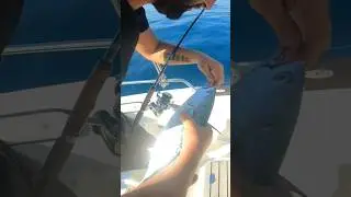 TRAINA CON UNGHIETTA #fishing #fishing_video #pesca