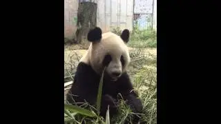 Giant Panda at Ya'an Bifengxia Base of CCRCGP