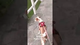Pet friendly trip India I Darjeeling