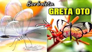Borboleta transparente / GRETA OTO