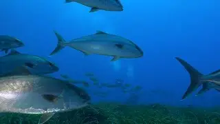 Ustica, Il Mediteraneo che vorrei!