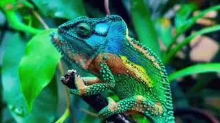 Knysna Dwarf Chameleon Male Combat