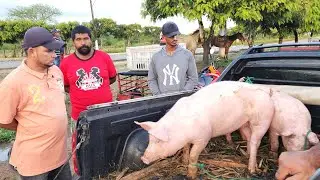 FEIRA DE SUÍNOS EM CUPIRA PE, ALÉM DE CAPRINOS E OVINOS  01-04-2024 #nordeste