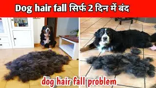 dog hair fall solution || how to stop dog hair fall