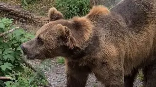Bear searching for food