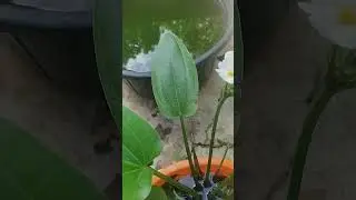 Mexican sword water plants #flower #houseplants #plant #indoorplants #video #garden