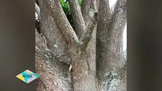 #majestic  #beauty of #nature  #multi #trunks #tree #shorts #lovely #summer  #weather
