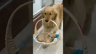Here&rsquo;s why you need a Golden retriever in your life 💛🐶