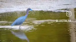 Gar&ccedil;a-azul (Egretta caerulea) Aves de Caraguatatuba