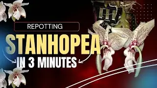 Repotting Stanhopea Orchids for beginners in less than 3 minutes.