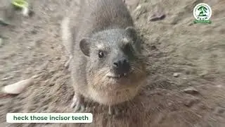 3 Fun Facts About Dassies &mdash; The Elephant&rsquo;s Tiny Cousin!
