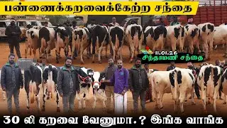 😱🔥30 லி கறவைக்கு இந்த சந்தை வாங்க|பண்ணைக்கு மாடு எடுக்கலாம்..!!#erodegowtham#koodal