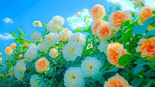 Мягкая музыка 🌿 Красивая музыка для душевного спокойствия и замедления чрезмерно активного ума