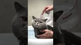 Other people&rsquo;s cat vs my cat 😆 #cat #lovecat #kitten #britishcat #catcute #catlover