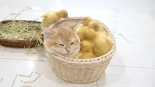 Ducklings seeking the comforting warmth that the cat provides for a peaceful slumber in the basket.