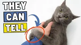 How Cats Tell You Are a Good Person