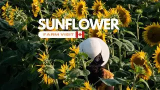 Sunflower Farm Visit 🌻| Sunflower Fields of Markham | #sunflowers #sunflower #farmtour