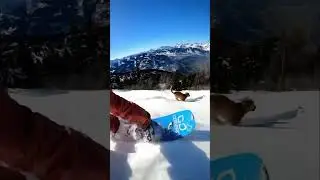 Snowboarding powder #dog #powder #backcountry #skiing #snowboarding #splitboarding #mountaindog