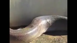 Serpente dentro casa(1)