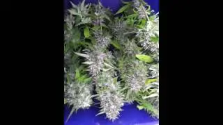 Kosher kush humboldt county harvest pt 2