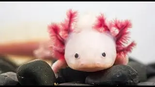 The Amazing Axolotl: Mexico City&rsquo;s Endemic Amphibian &bull; Daily Dose of Nature