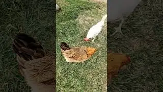 Throwback to summer days - chickens eating chicken & chatting with 🐔👁👅 Cloaca Licker & El Puerco 🐖🤣