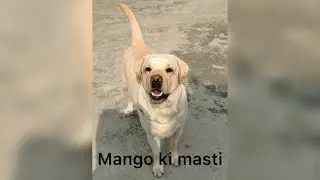 Mango ki masti on the top..😎