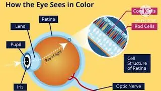 National Colour Blind Awareness Day